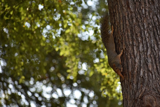航空运动 航空运动